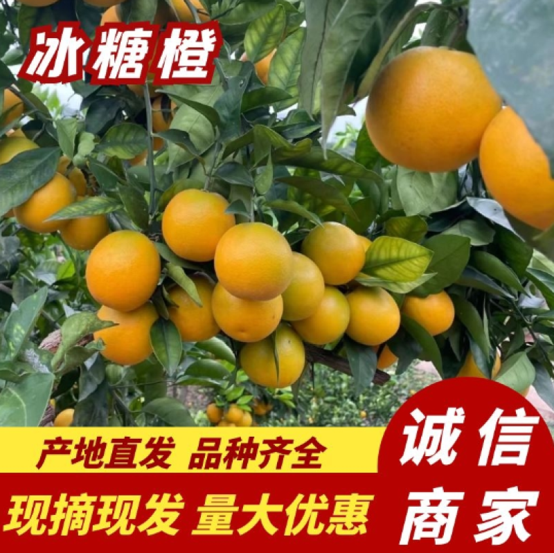 【现摘现发】正宗冰糖橙大量供应甜度高水分足