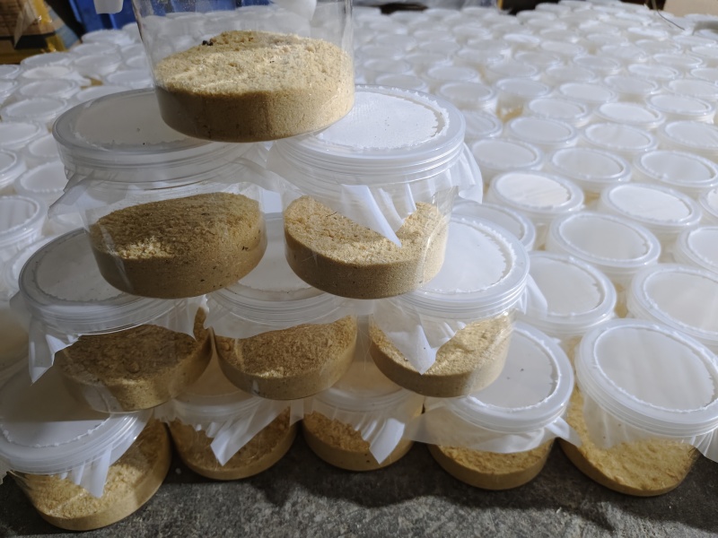 黑水虻虫卵批发，价格便宜