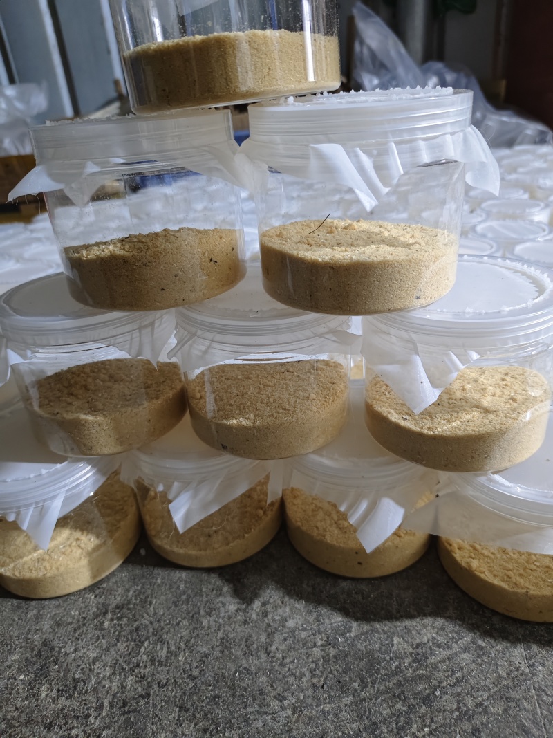 黑水虻虫卵批发，价格便宜