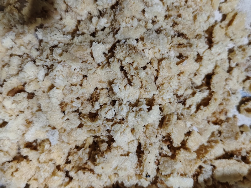 黑水虻虫卵批发，价格便宜