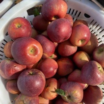 盐源红将军、富士🍎大量上市中欢迎各位老板前来采购