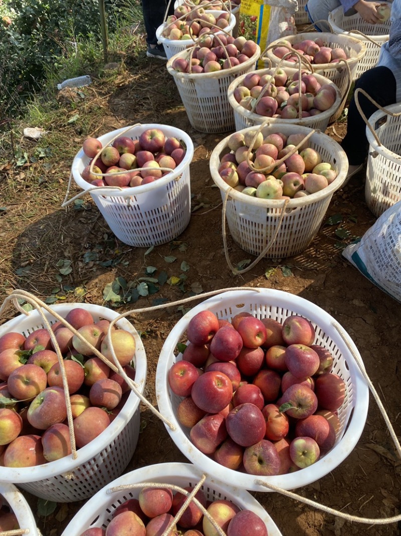盐源红将军、富士🍎大量上市中欢迎各位老板前来采购