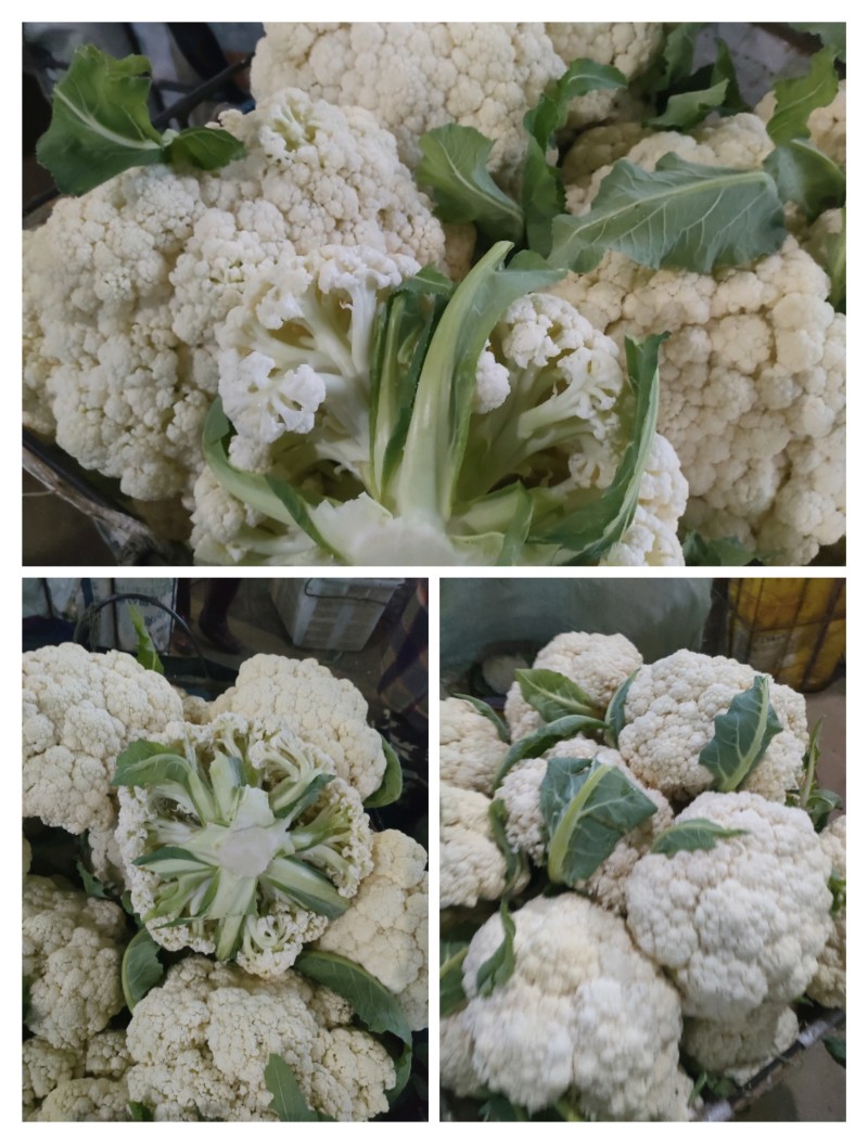 福建南平有机花菜万亩产地开始预售欢迎咨询