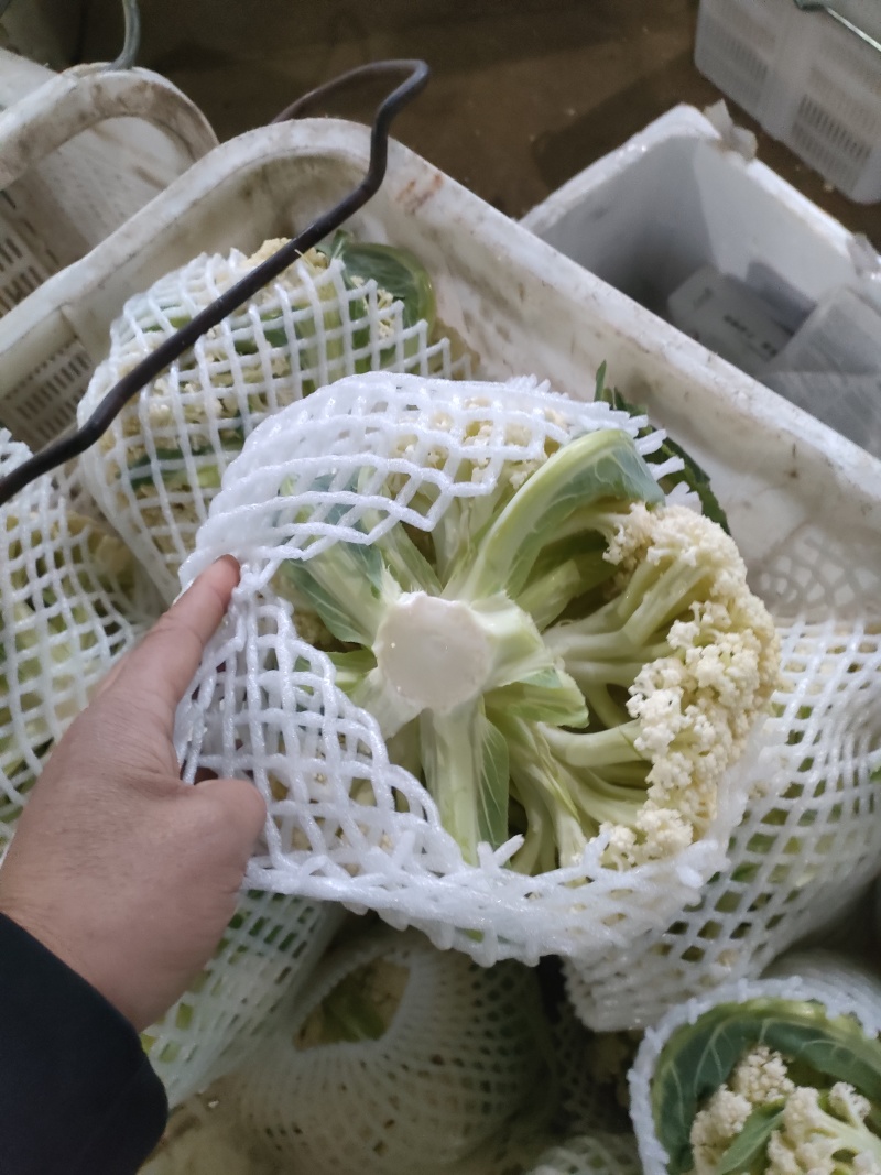 福建南平有机花菜万亩产地开始预售欢迎咨询