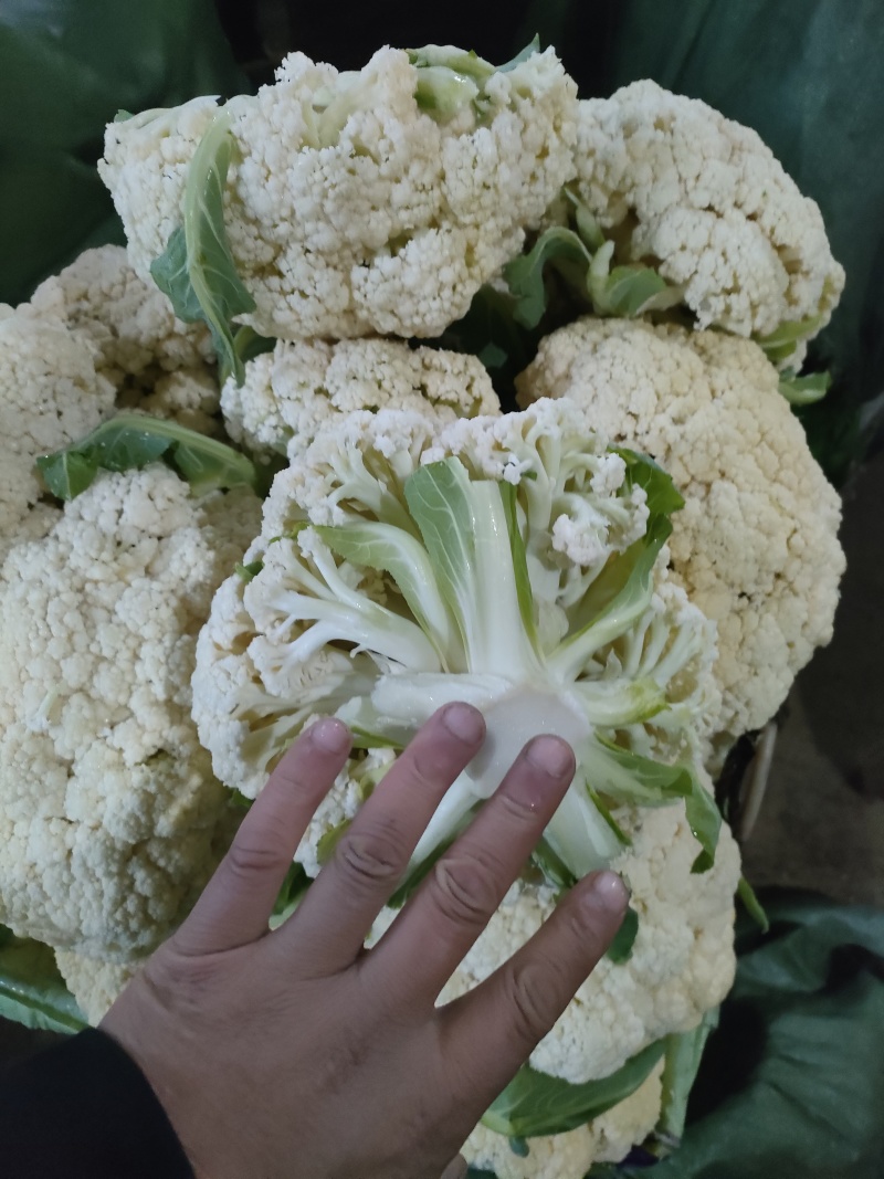 福建南平有机花菜万亩产地开始预售欢迎咨询