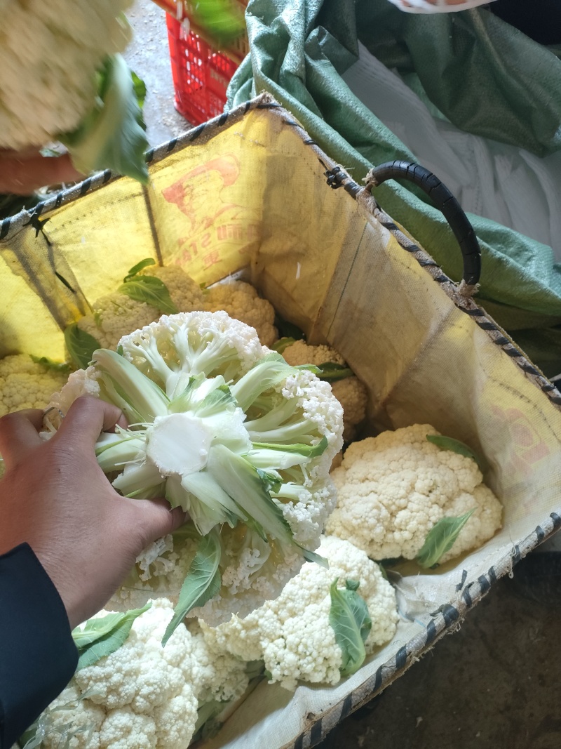 福建南平有机花菜万亩产地开始预售欢迎咨询