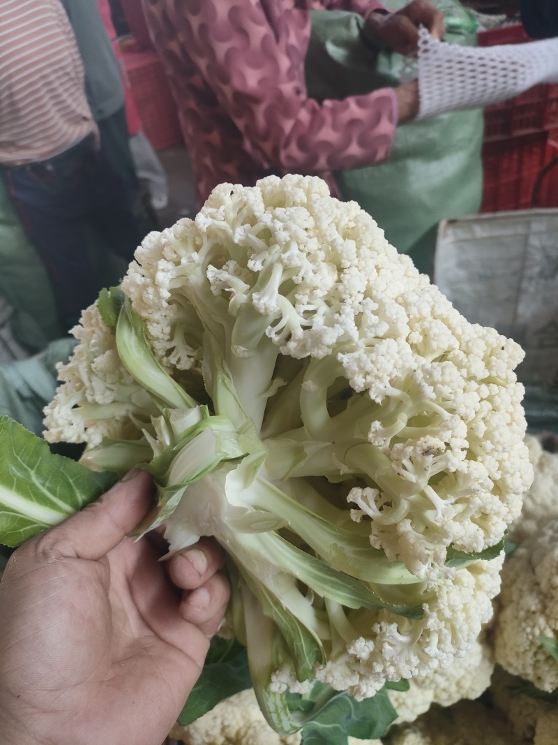 福建南平有机花菜万亩产地开始预售欢迎咨询