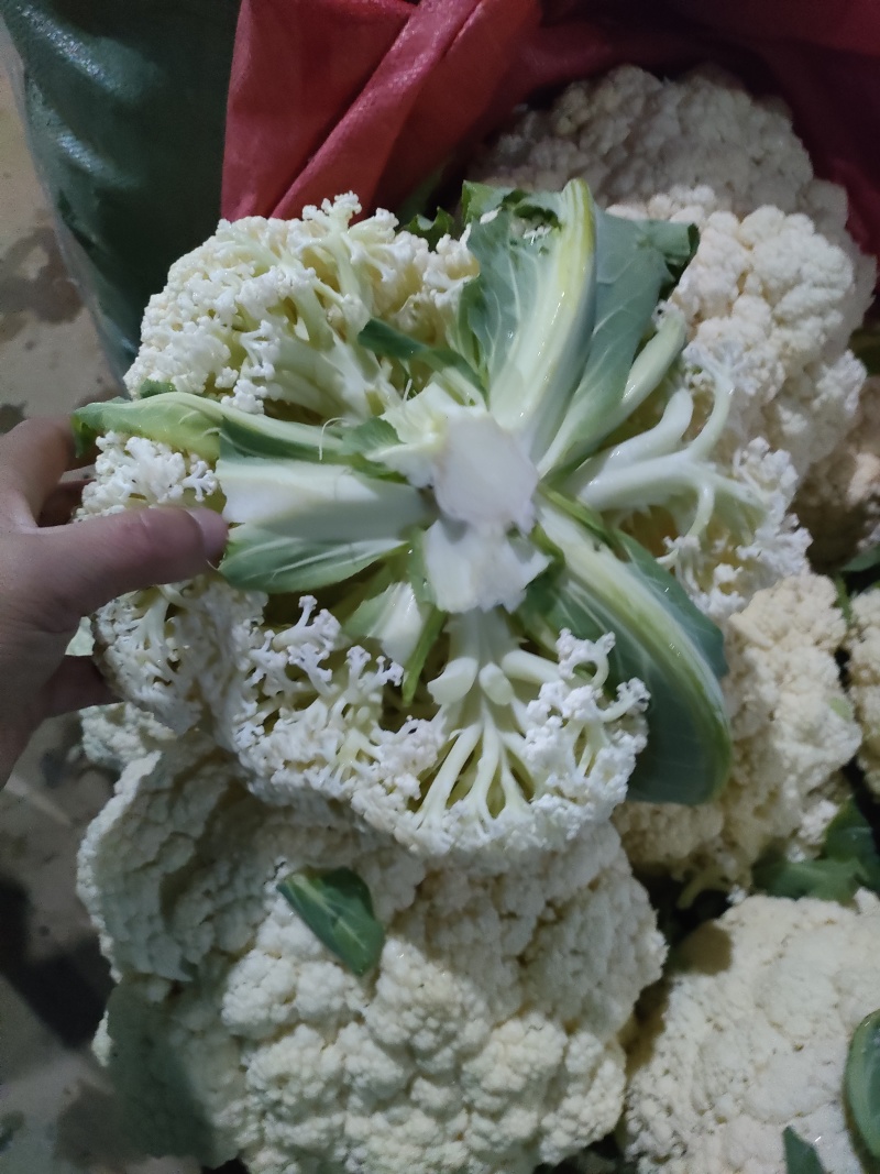福建南平有机花菜万亩产地开始预售欢迎咨询