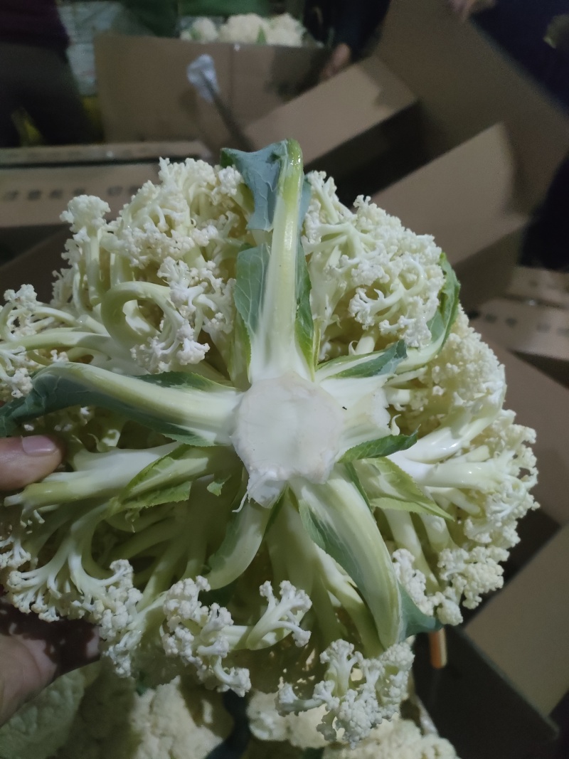 福建南平有机花菜万亩产地开始预售欢迎咨询