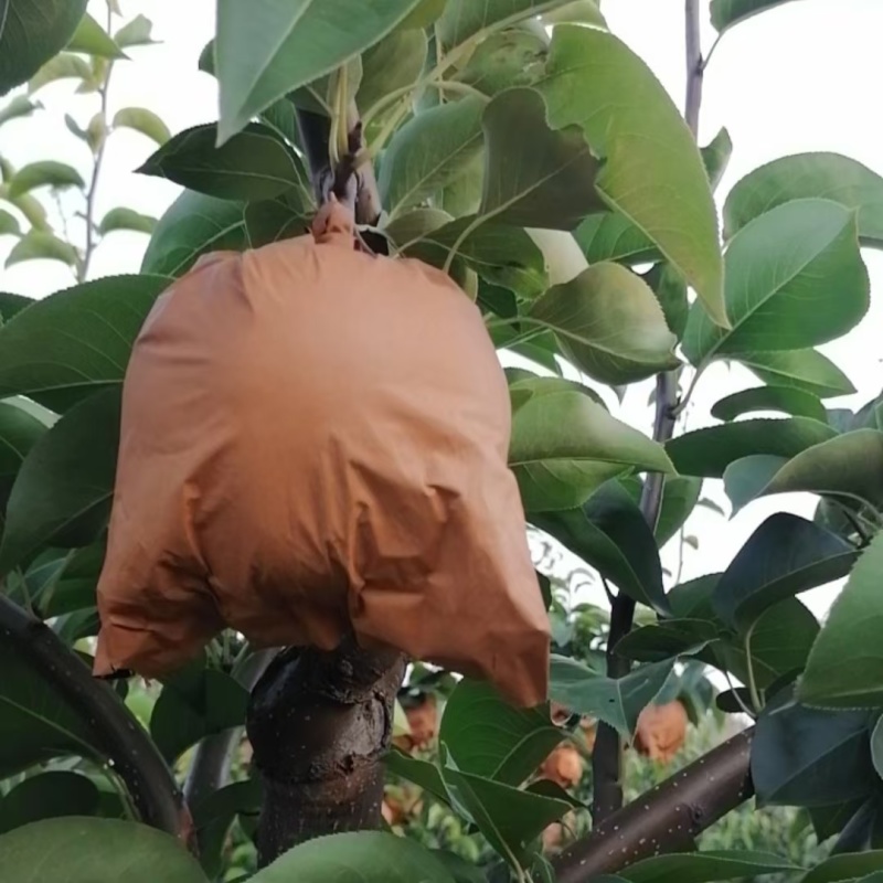 晚秋梨大量现货有需要的联系我