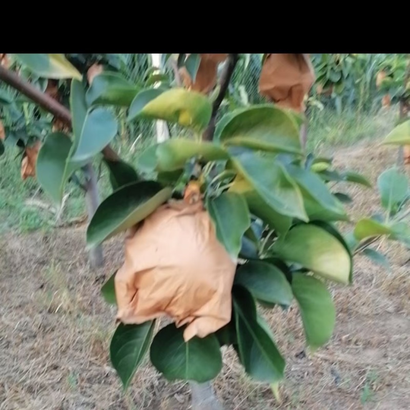 晚秋梨大量现货有需要的联系我