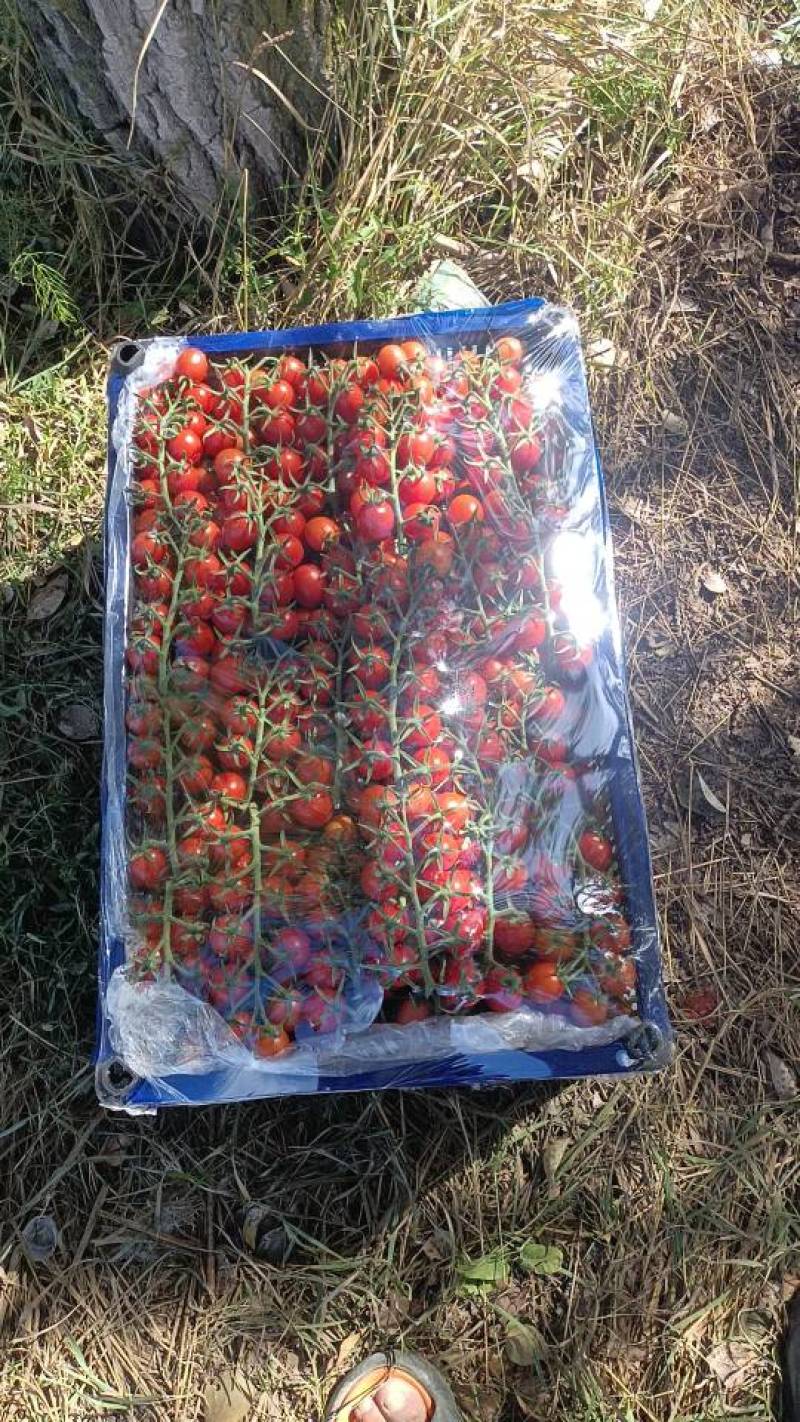 新鲜圣女果，朝阳区直供，品质保证，快来选购！