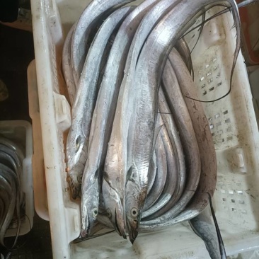 新鲜海捕勃海湾带鱼，海天一色，**特惠！