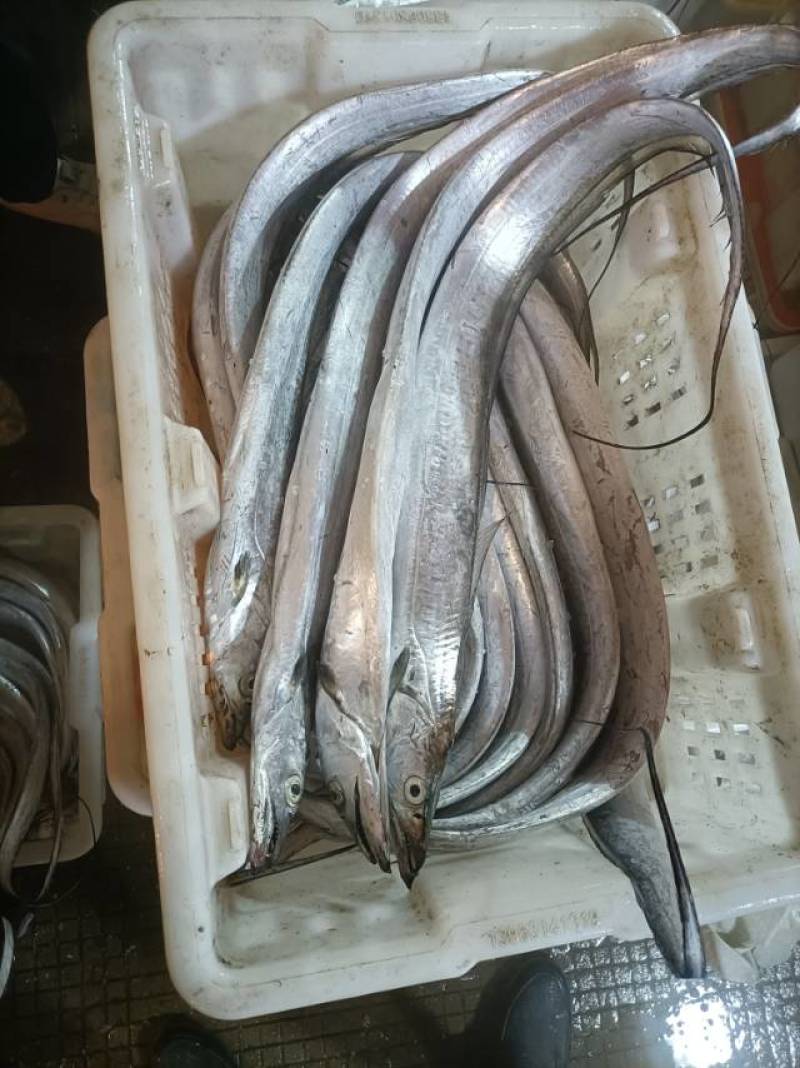 新鲜海捕勃海湾带鱼，海天一色，**特惠！