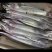 新鲜海捕勃海湾带鱼，海天一色，**特惠！