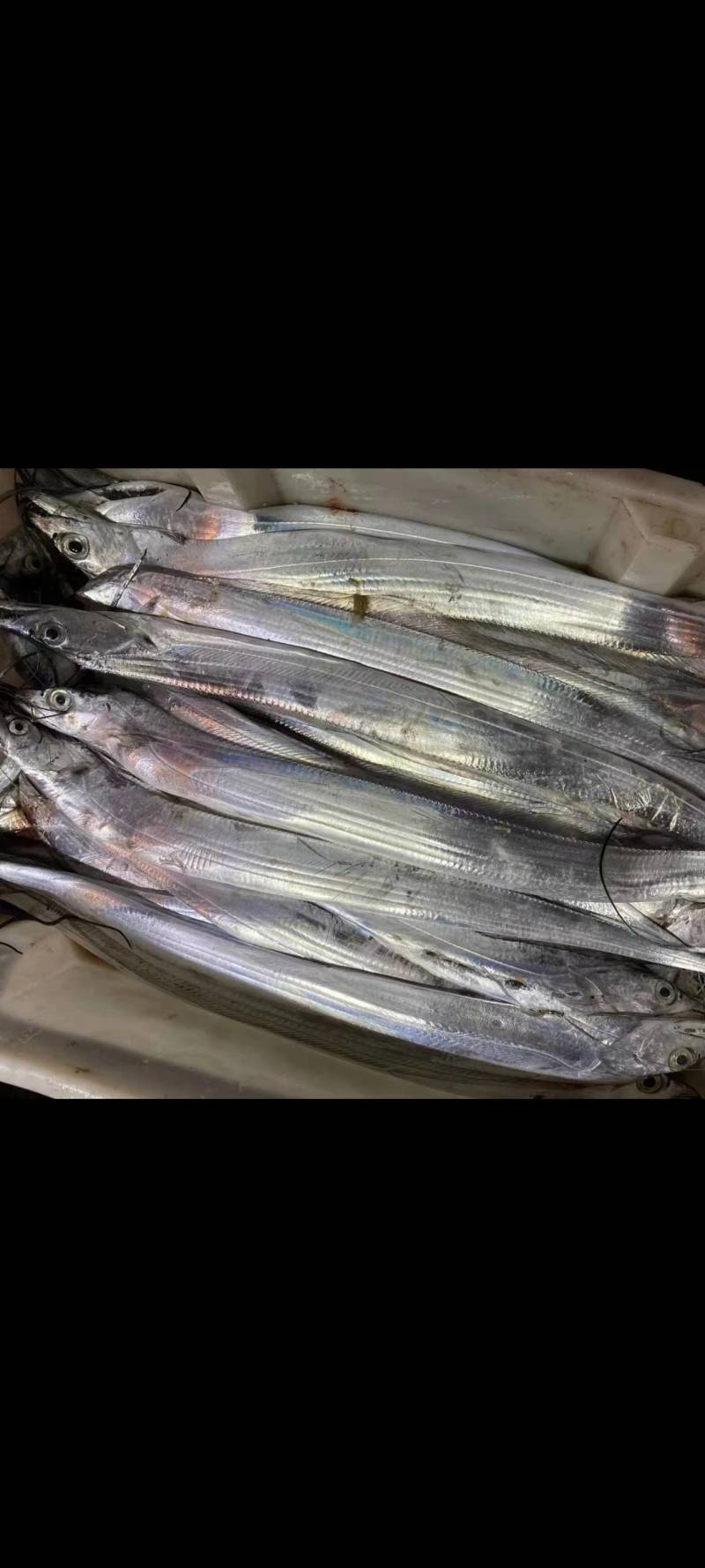 新鲜海捕勃海湾带鱼，海天一色，**特惠！