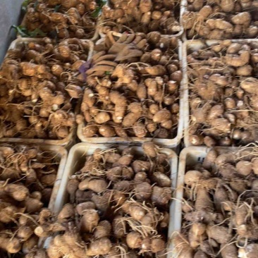 沙土地8520精品芋头，潍坊昌乐地区大量现货