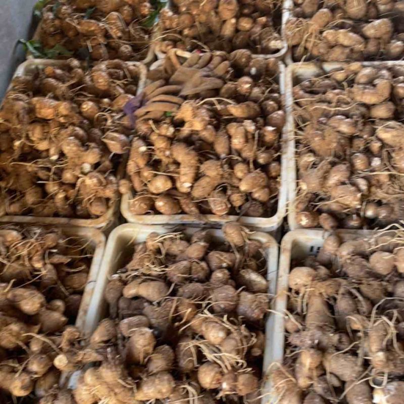 沙土地8520精品芋头，潍坊昌乐地区大量现货