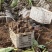 沙土地8520精品芋头，潍坊昌乐地区大量现货
