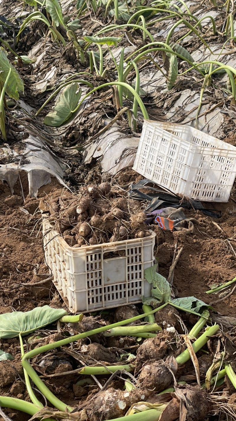 沙土地8520精品芋头，潍坊昌乐地区大量现货