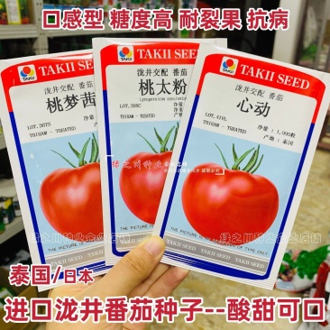 泷井桃太粉桃梦茜心动番茄种子酸甜水果番茄种籽口感型西红柿
