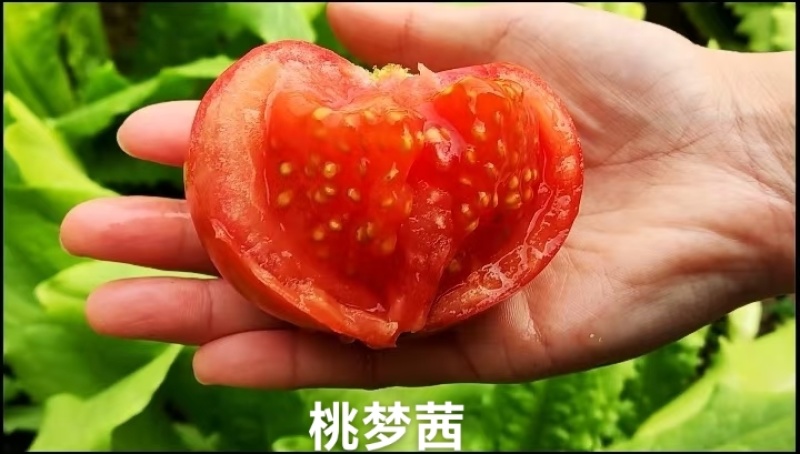 泷井桃太粉桃梦茜心动番茄种子酸甜水果番茄种籽口感型西红柿