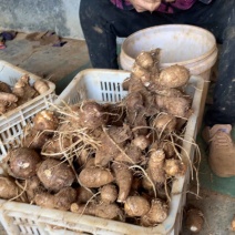 精品芋头，沙土地，8520，潍坊昌乐地区，大量现货