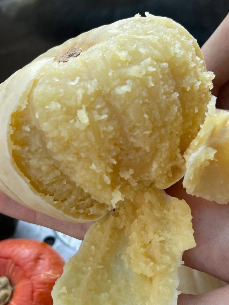 新品种贝贝白雪南瓜软糯香甜板栗味贝贝南瓜宝宝辅食