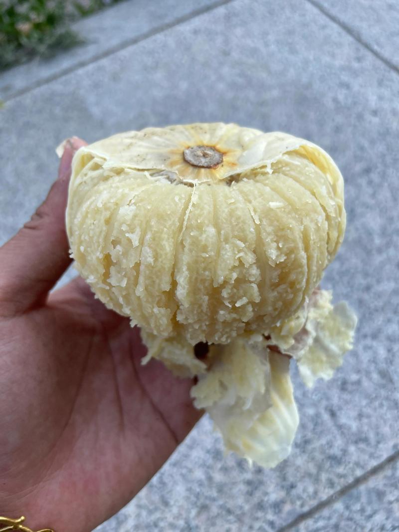 新品种贝贝白雪南瓜软糯香甜板栗味贝贝南瓜宝宝辅食
