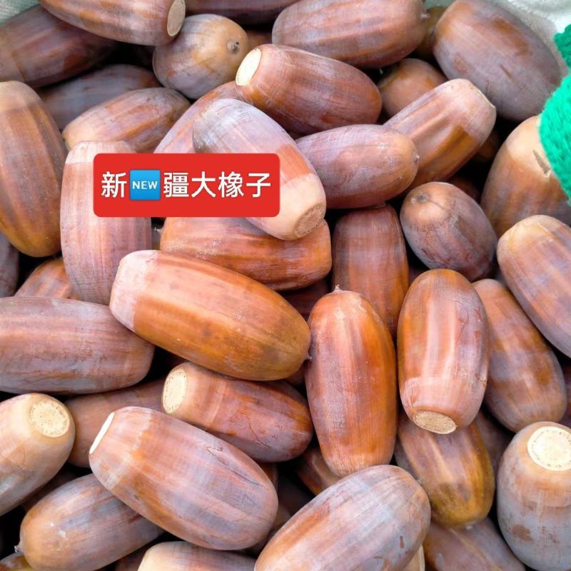 新鲜橡子，自然晾干，个大饱满