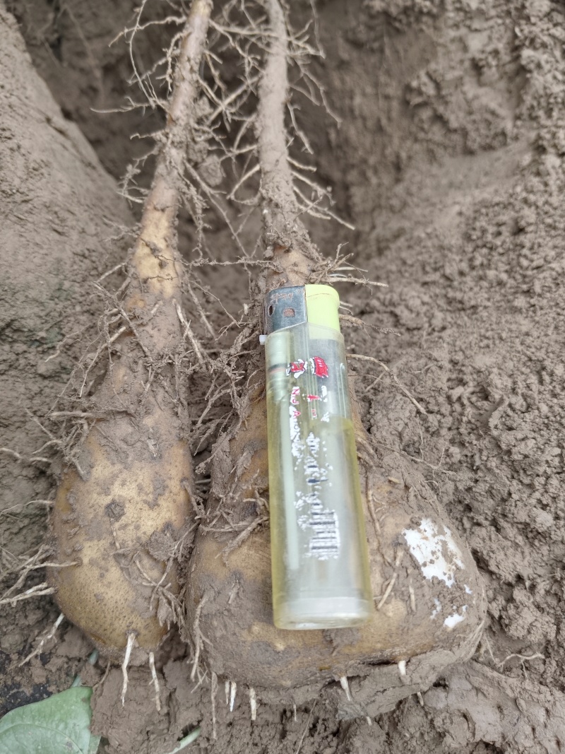 白玉山药原种苗