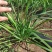 精品韭菜大叶韭菜韭菜一手货源全国发货