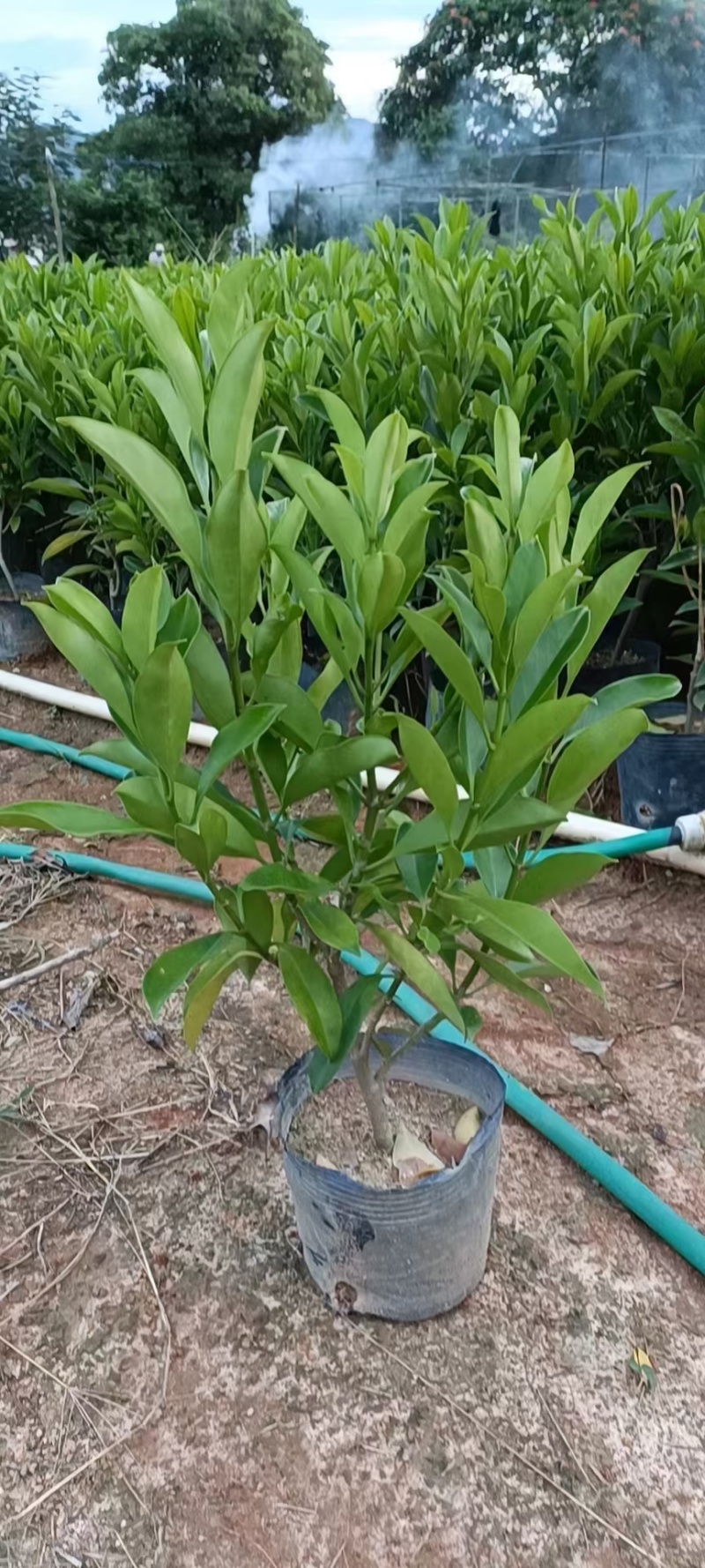 非洲茉莉基地出售自产自销40-50-60高度
