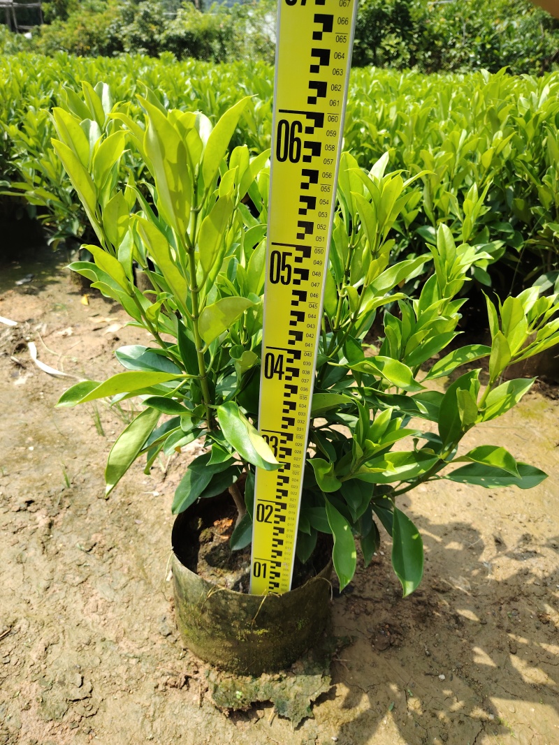 非洲茉莉基地出售自产自销40-50-60高度