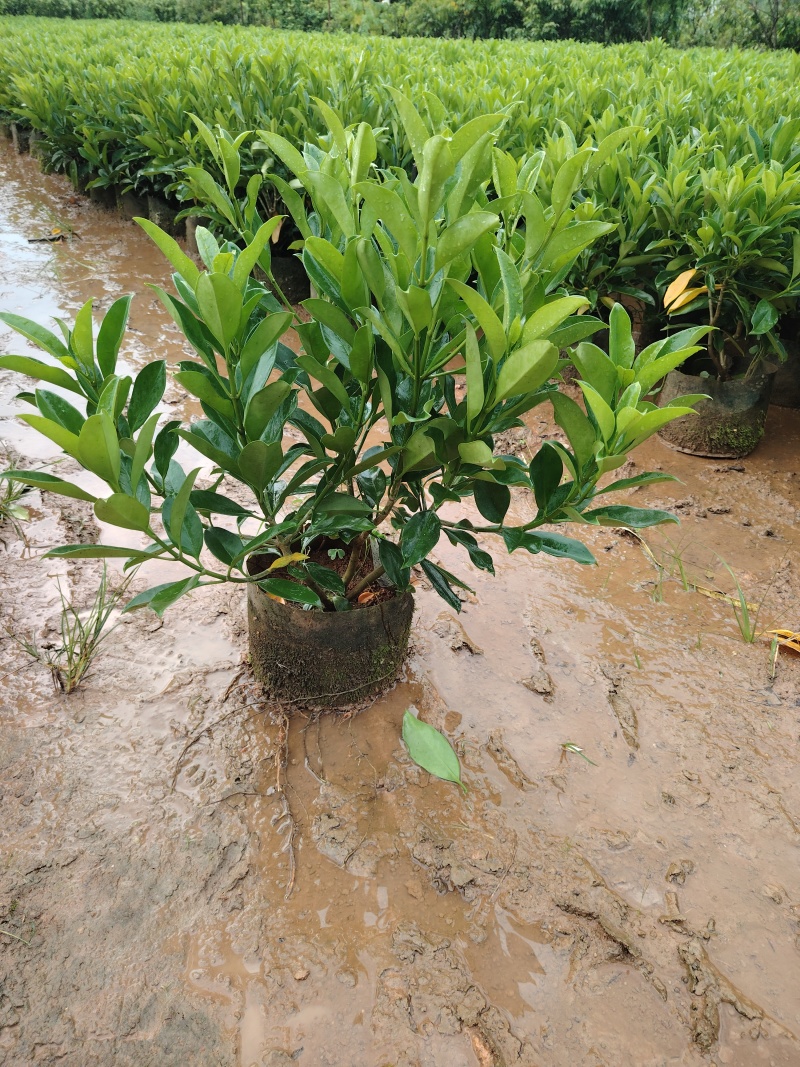 非洲茉莉基地出售自产自销40-50-60高度