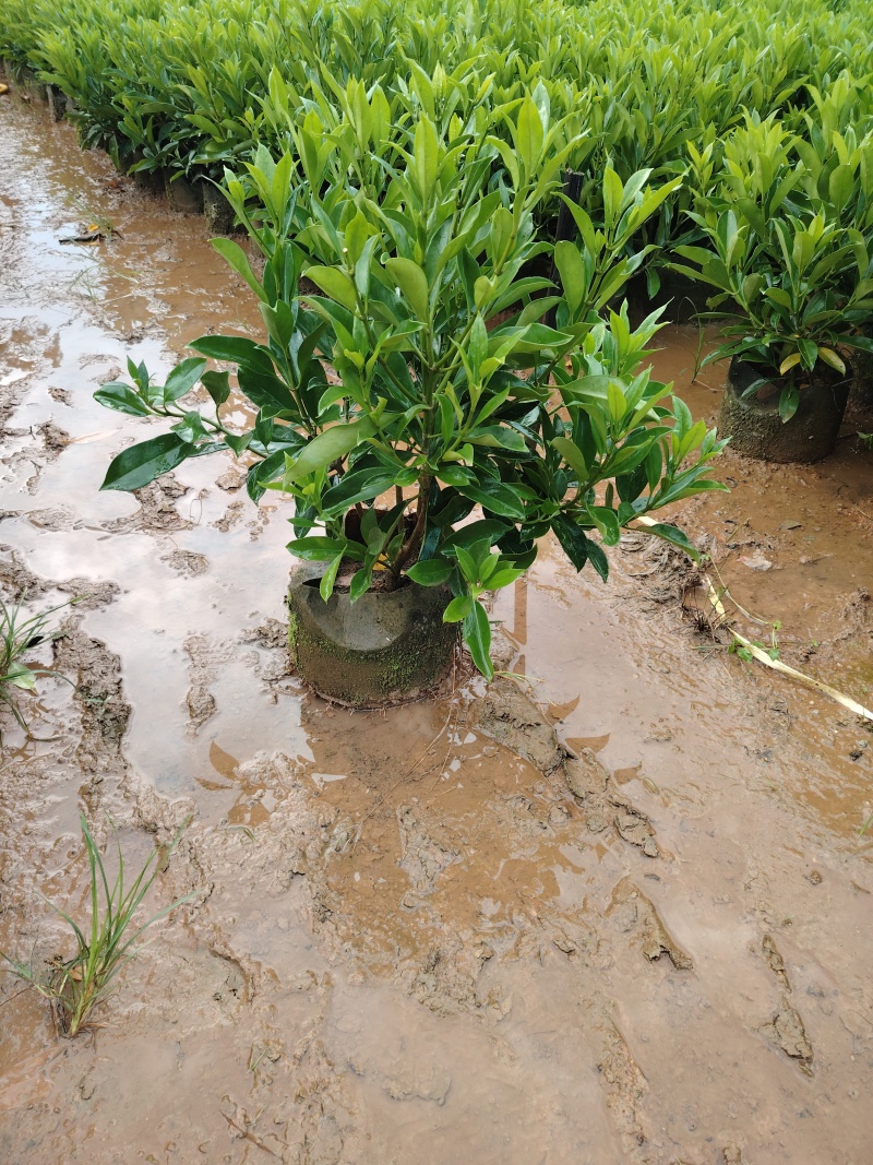 非洲茉莉基地出售自产自销40-50-60高度