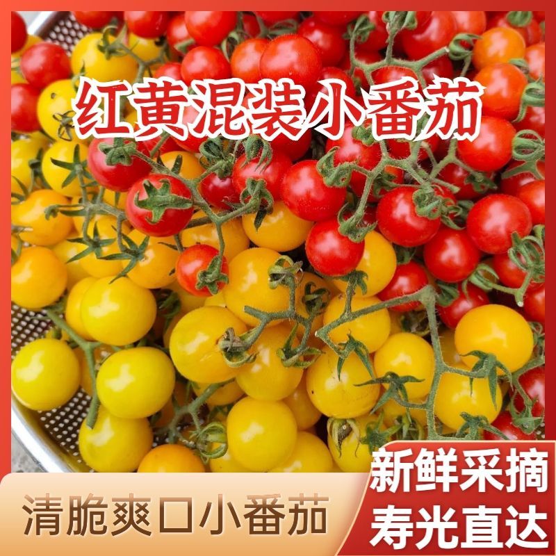 现摘新鲜圣女果红黄混装酸甜可口小番茄小西红柿