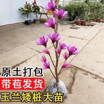 玉兰树紫玉兰白玉兰花树苗庭院别墅小区公园路边美好环境