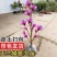 玉兰树紫玉兰白玉兰花树苗庭院别墅小区公园路边美好环境