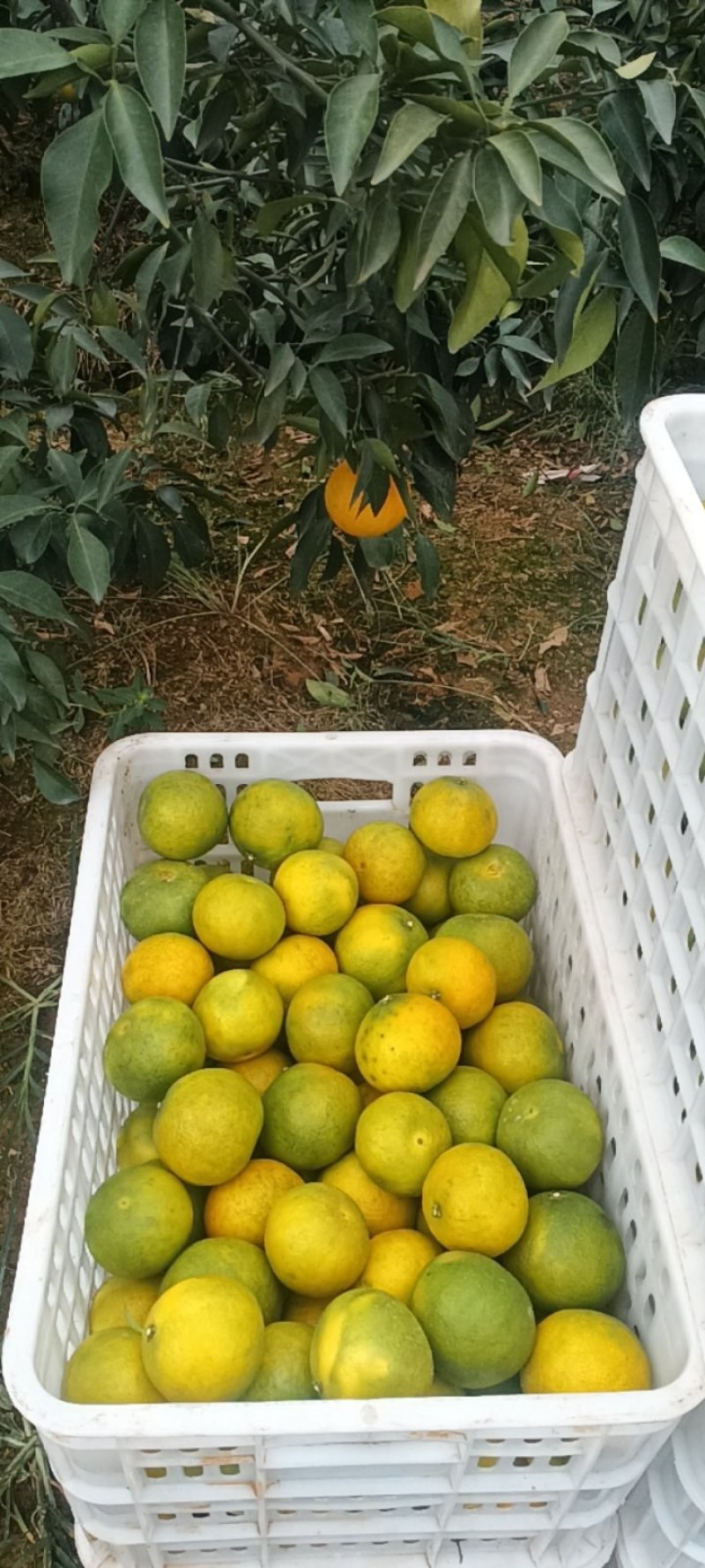 爱媛橙