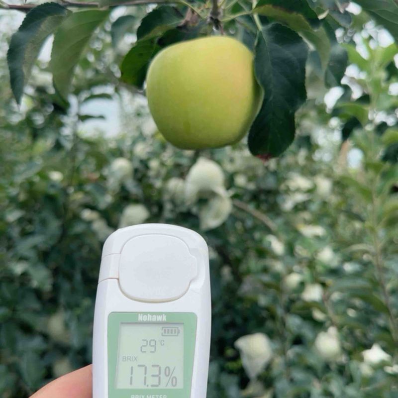 青森水蜜桃苹果大量上市中口感脆甜多汁对接全国档口商超电商