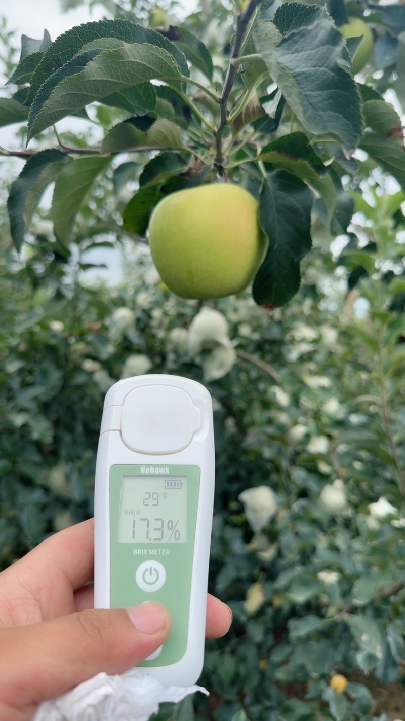 青森水蜜桃苹果大量上市中口感脆甜多汁对接全国档口商超电商