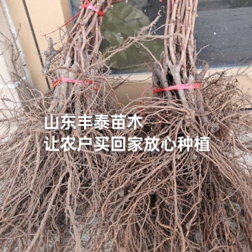 甬优一号葡萄苗火热销售中，品种纯正质优价廉欢迎订购