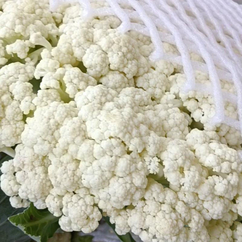 【松花菜】有机花菜新鲜发货对接市场商超电商电商供应链等