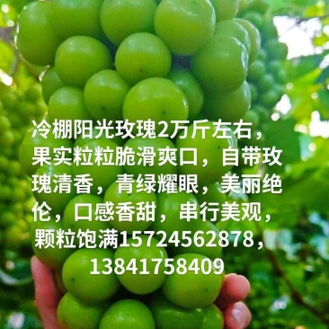 阳光玫瑰葡萄