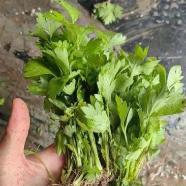 法国皇后优质芹菜苗颗颗粗壮根系发达大量有货需要的马上与我