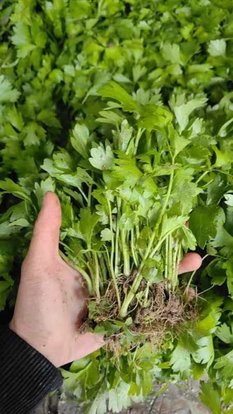 法国皇后优质芹菜苗颗颗粗壮根系发达大量有货需要的马上与我