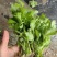 法国皇后优质芹菜苗颗颗粗壮根系发达大量有货需要的马上与我