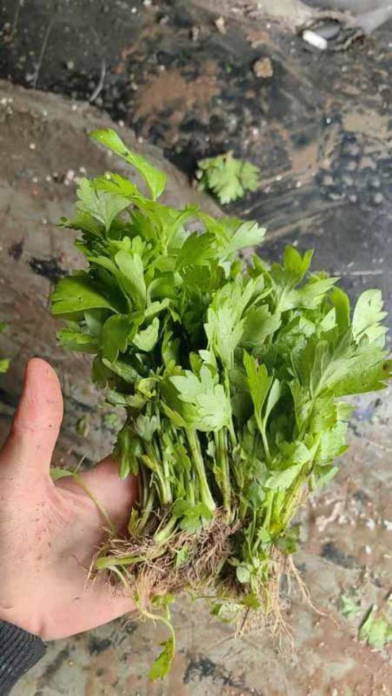 法国皇后优质芹菜苗颗颗粗壮根系发达大量有货需要的马上与我