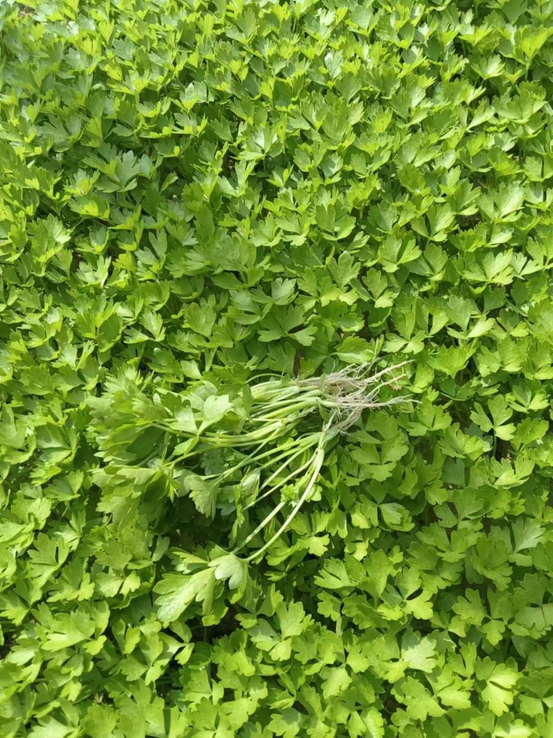 法国皇后优质芹菜苗颗颗粗壮根系发达大量有货需要的马上与我